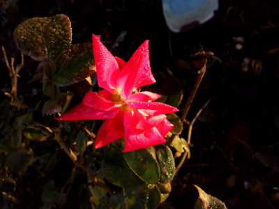 [Looking down at the partially curved deep pink petals of the flower, they appear to be triangular and trapezoidal in shape.There are rounded green leaves covered in dew below the petals.]